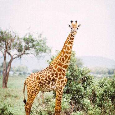 Giraffe